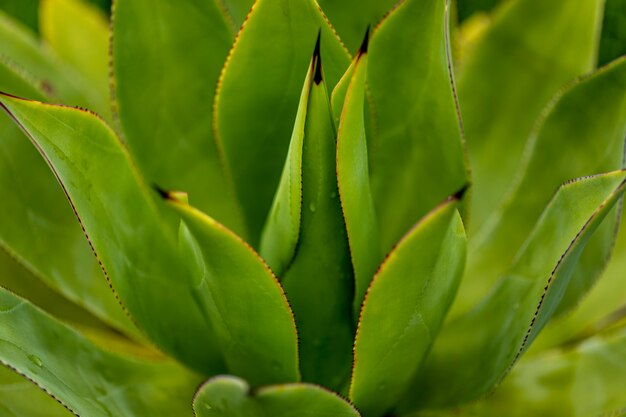 Particolare della pianta di agave