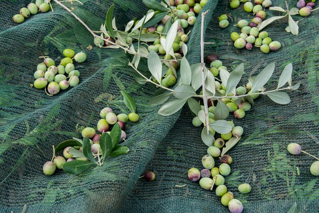 Particolare della raccolta delle olive