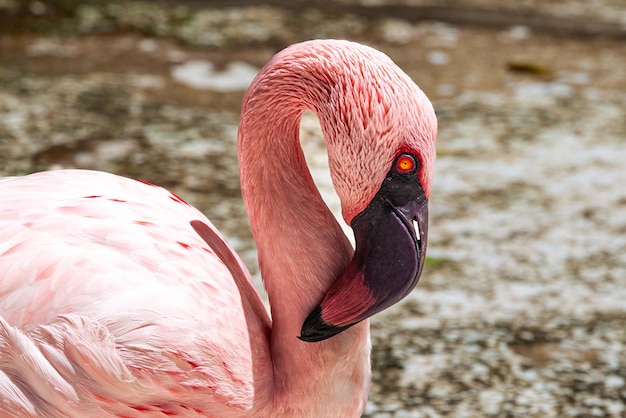 particolare della testa e del becco di un bellissimo fenicottero rosa