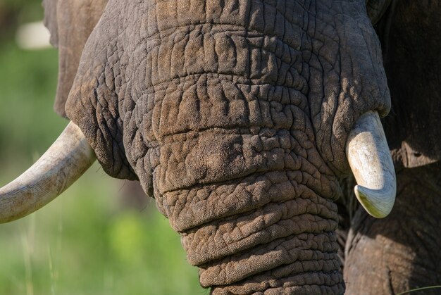 Particolare della testa e zanna di elefante.