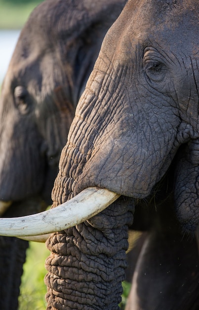 Particolare della testa e zanna di elefante.