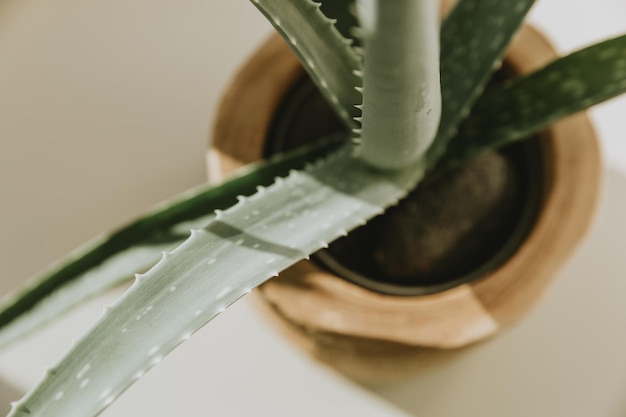 Particolare delle foglie della pianta di Aloe Vera in vaso di legno