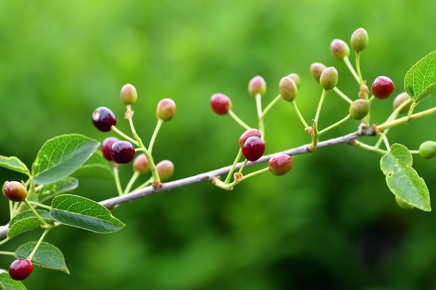 Particolare delle foglie e dei frutti del ciliegio mahaleb Prunus mahaleb