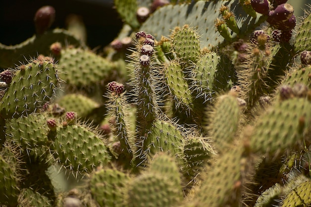 Particolare di alcuni cactus in cui sono molto visibili i dettagli e i dettagli degli aghi.