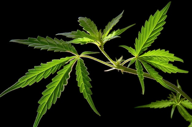 Particolare di erbacce o foglie di cannabis su sfondo nero