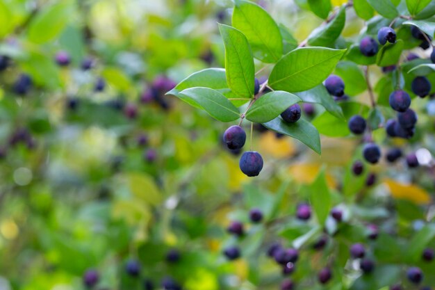 Particolare di un cespuglio di mirto con frutti di bosco a fuoco selettivo autunnale