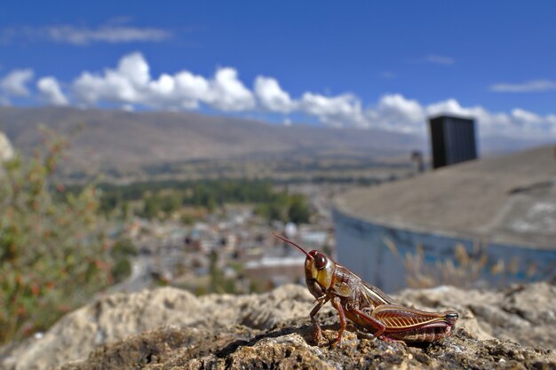 Particolare di una cavalletta morente (acrididae), che quando sta per morire non salta più e si lascia fotografare.