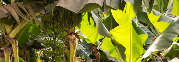 Particolare di una piantagione di banane a Luxor Egitto