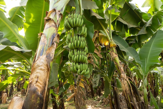 Particolare di una piantagione di banane a Luxor Egitto