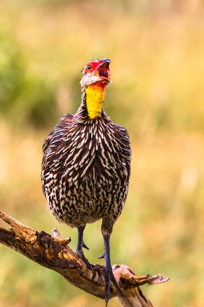 Partridge canta. Spurfowl dal collo giallo. Tarangire, Tanzanya