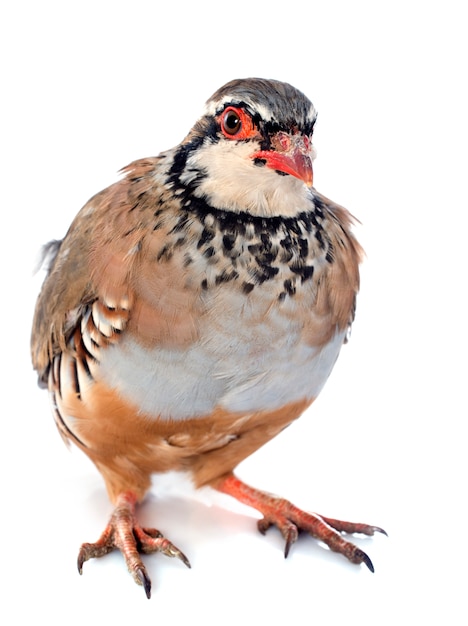 Partridge francese, Alectoris rufa