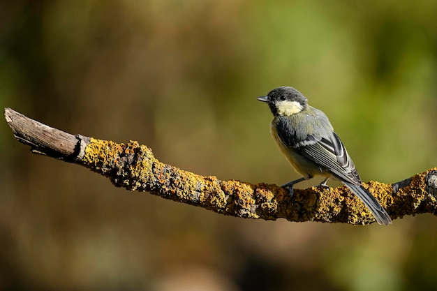 Parus major o cincia bigia è una specie di uccello passeriforme della famiglia delle cincia