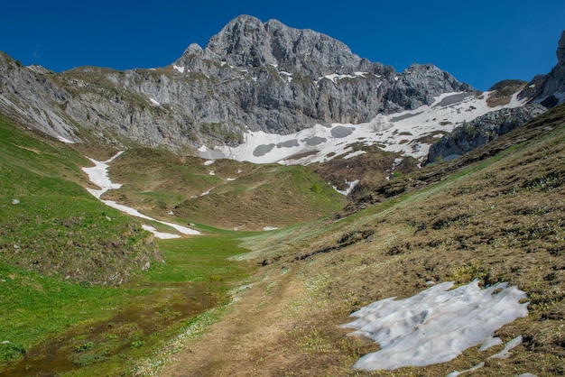 Pascoli fioriti in montagna