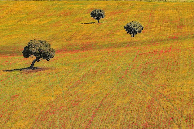 Pascoli nelle montagne orientali e lecci nei campi agricoli della campagna in primavera