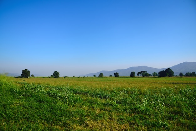 Pascoli verdi nel paesaggio