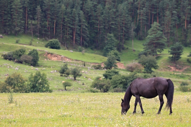 Pascolo alpino nel bosco per cavalli