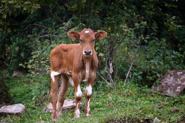 Pascolo alpino nel bosco per mucche e vitelli