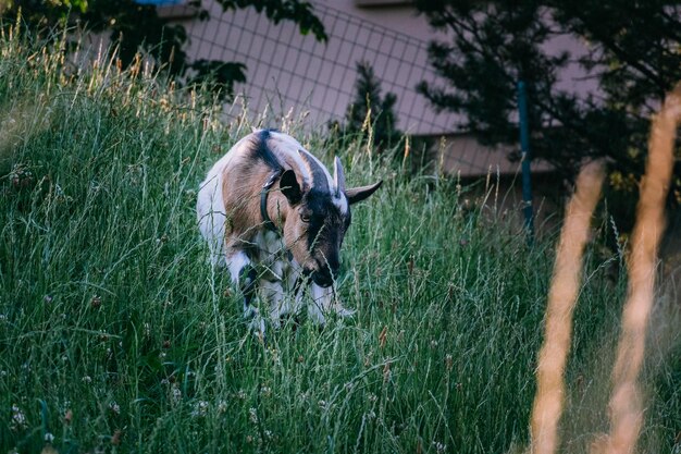 Pascolo degli animali su campi erbosi