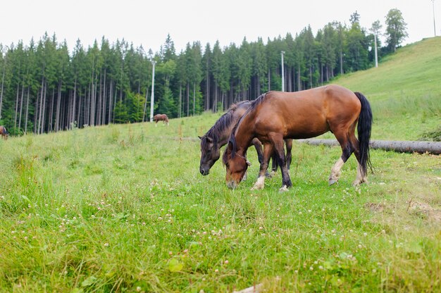 Pascolo dei cavalli sulla collina