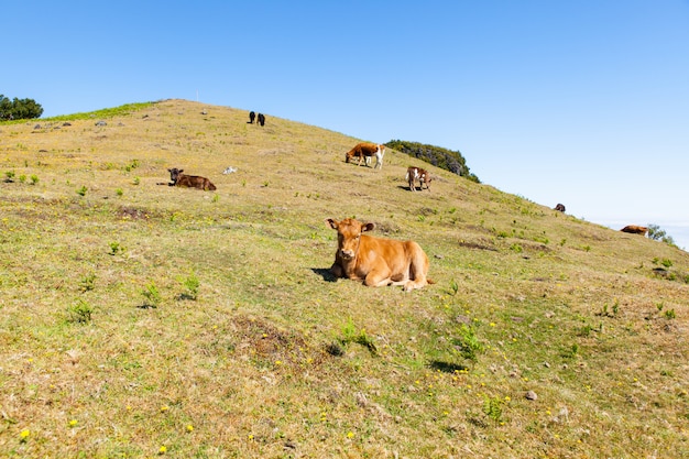 Pascolo della mucca e del vitello nelle montagne Madera