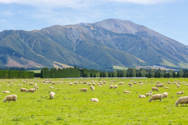 Pascolo delle pecore su un prato all&#39;isola del sud, Nuova Zelanda