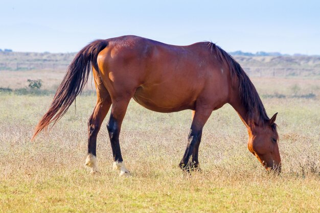 Pascolo di cavalli in campo