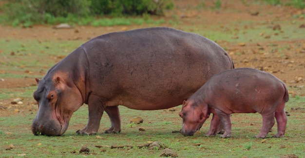 Pascolo di cavalli in campo