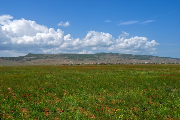 Pascolo di montagna, campo di papaveri con bellissime nuvole bianche all'orizzonte