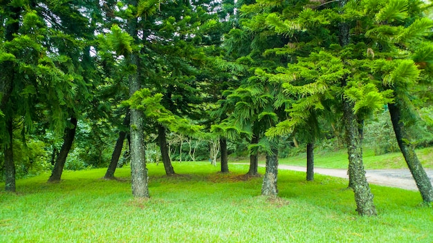 Pascolo zona di conservazione della natura cipressi foresta di cipressi