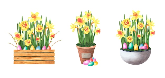 Pasqua set fiori primaverili narcisi in vaso con uova colorate isolate su bianco Illustrazione del disegno a mano ad acquerello