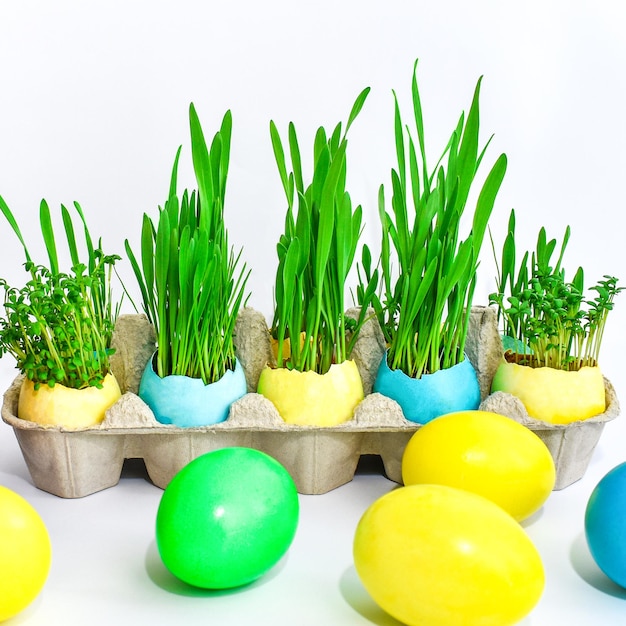 Pasqua Uova tinte di giallo e blu con germogli di grano verde giovane primo piano