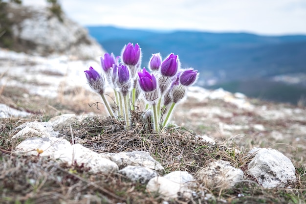 Pasque orientale fiore su una collina