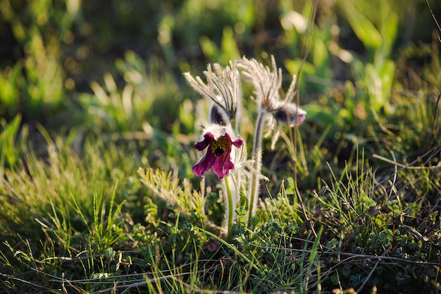 Pasqueflower che cresce in natura macro primavera sfondo floreale