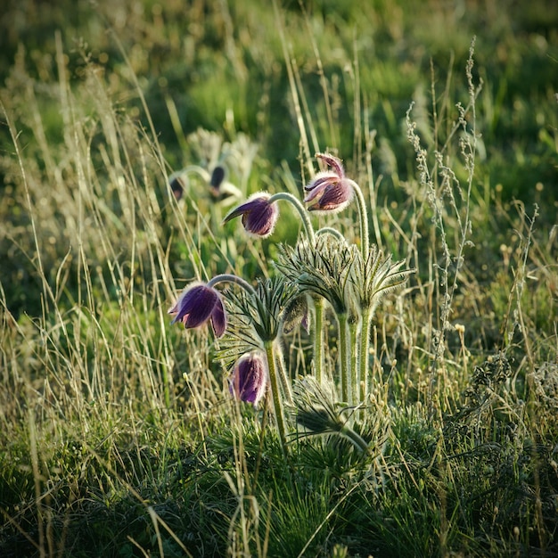 Pasqueflower in natura