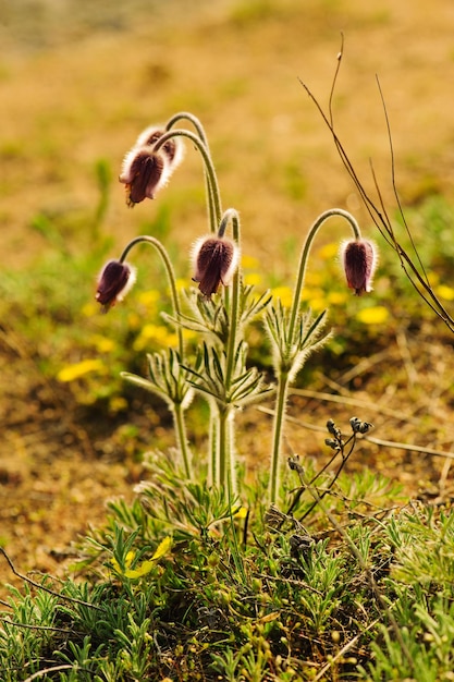 Pasqueflower in natura