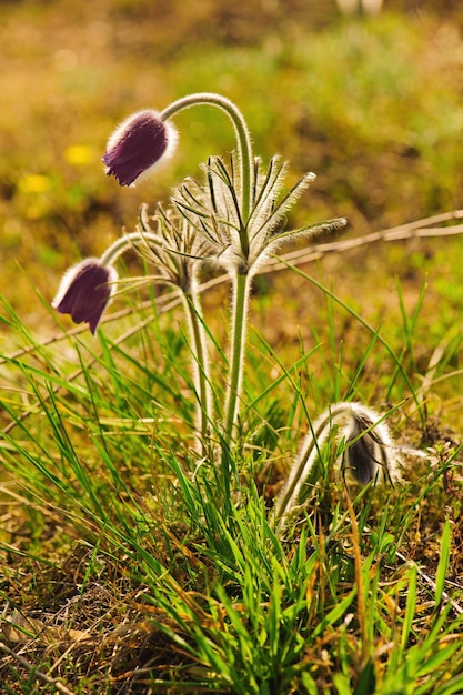 Pasqueflower in natura