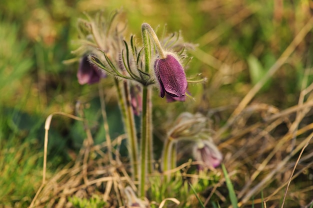 Pasqueflower in natura