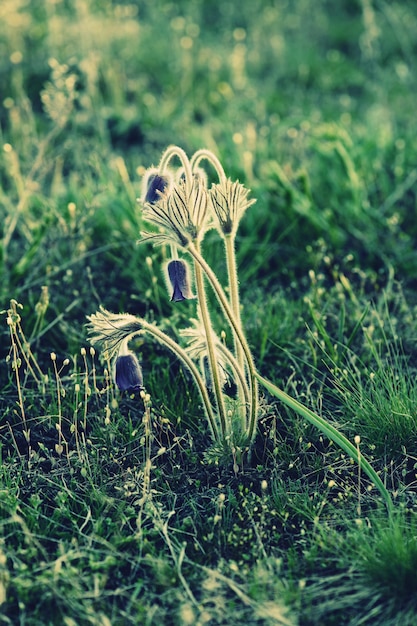 Pasqueflower in natura