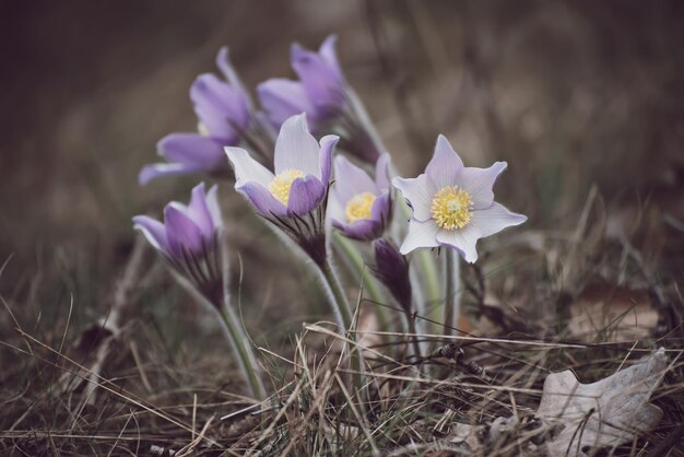 Pasqueflower in natura