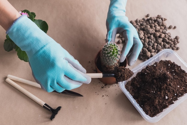 Passaggio 5 Posa piatta Istruzioni dettagliate per il trapianto di un fiore di cactus su uno sfondo artigianale