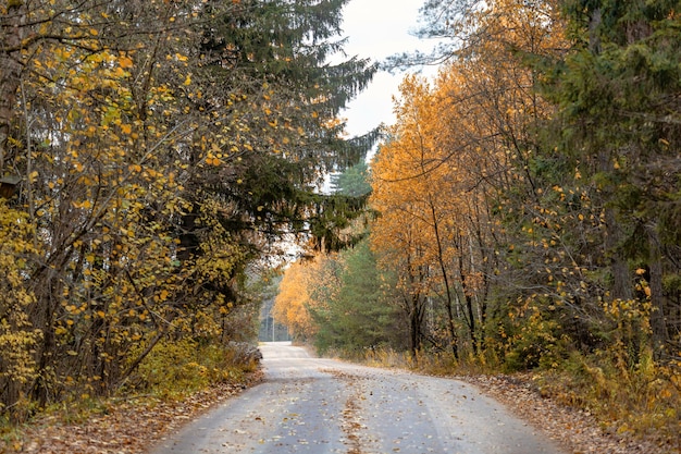 Passaggio pedonale su strada asfaltata senza persone in una foresta autunnale