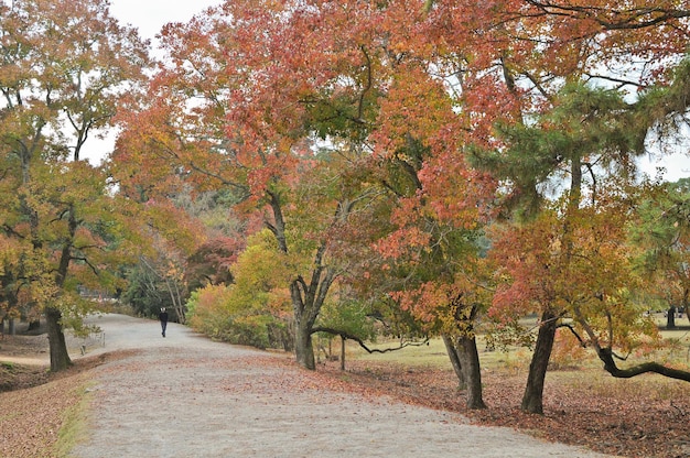 Passaggio tranquillo nel giardino zen giapponese in autunno