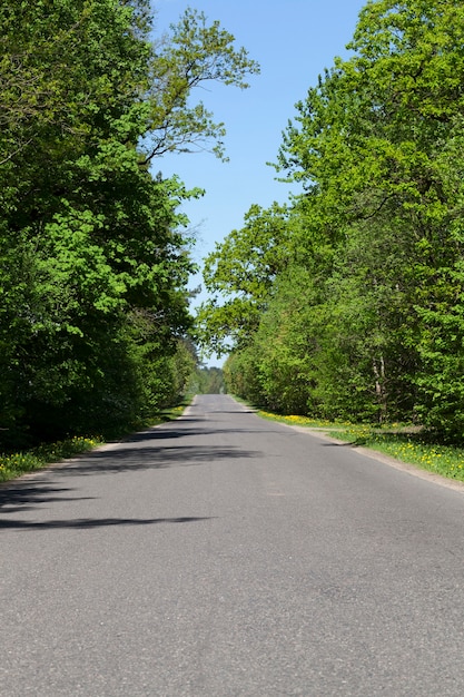 Passando nella strada asfaltata della foresta, paesaggio primaverile con tempo soleggiato e sereno, alberi decidui crescono vicini sulla carreggiata