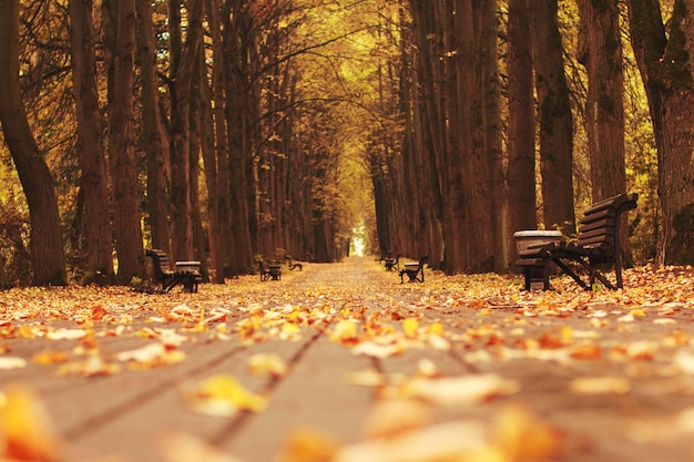 Passeggia nel parco con le foglie cadute