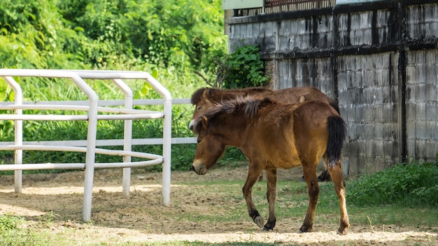 Passeggiata a cavallo delle coppie in fattoria