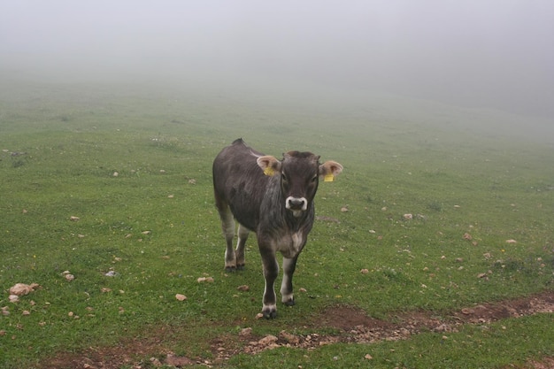 Passeggiata attraverso le Dolomiti italiane