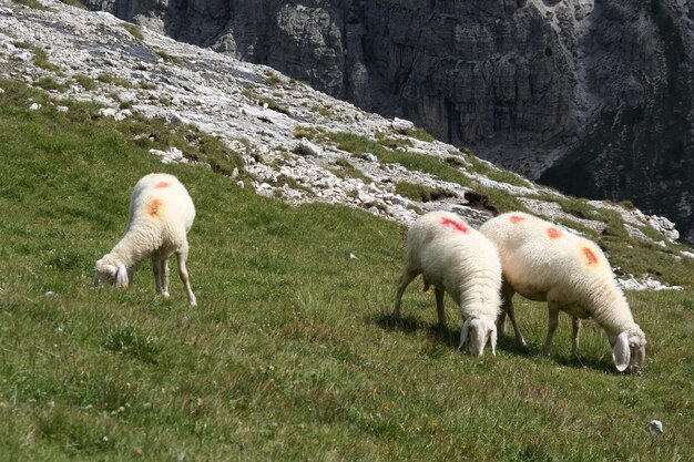 Passeggiata attraverso le Dolomiti italiane