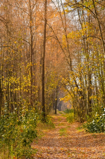 Passeggiata autunnale con la vecchia strada nella foresta Paesaggio autunnale con strada al tramonto Paesaggio autunnale con alberi colorati autunnali