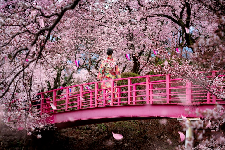 Foto passeggiata della ragazza del viaggiatore sul ponte di legno nel giardino floreale di sakura