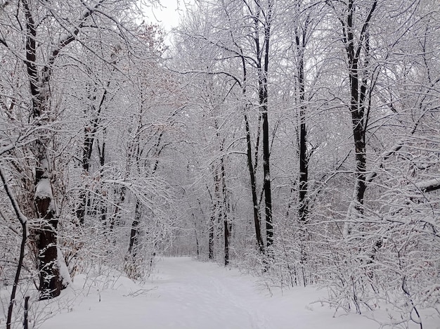 passeggiata in un vecchio bellissimo parco trascurato coperto di neve inverno nuvoloso